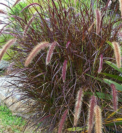 9EzTropical - Purple Fountain Grass - 1 Plants - 1 Feet Tall - Ship in 3" Pot