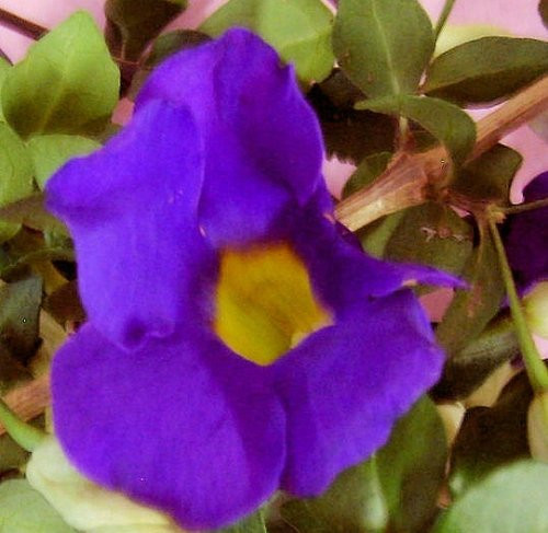 Purple Kings Mantel Thunbergia Erecta Live Semi-Tropical Plant Vivid Purple Trumpet Shaped Flowers Starter Size 4 Inch Pot Emerald tm