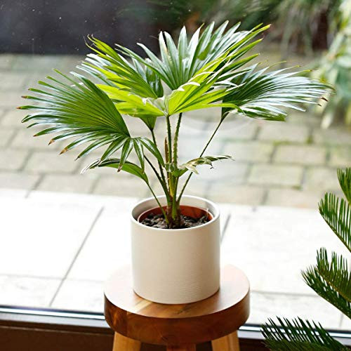 Garden Rare 100pcs Livistona Chinensis Plant, Chinese Fan Palm Plant Tree Seeds Easy to Grow, Exotic Flower Seeds Hardy Perennial Garden