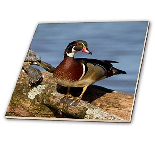 3dRose Wood Duck and Slider Turtle on Log in Wetland, Marion, Illinois, USA. - Ceramic Tile, 4-Inch -ct_205577_1- 3dRose Wood Duck and Slider Turtle on Log in Wetland, Marion, Illinois, USA. - Ceramic Tile, 4-Inch -ct_205577_1-