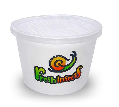 Freshinsects Live Giant Mealworms -100 Count-