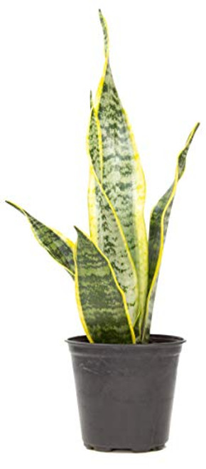 Live Snake Plant, Sansevieria trifasciata Laurentii, Fully Rooted Indoor House Plant in Pot, Mother in Law Tongue Sansevieria Plant, Potted Succulent Plants, Sansevieria laurentii by Plants for Pets