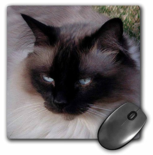 3dRose LLC 8 x 8 x 0.25 Inches Mouse Pad, Siamese Cat -mp_1220_1-