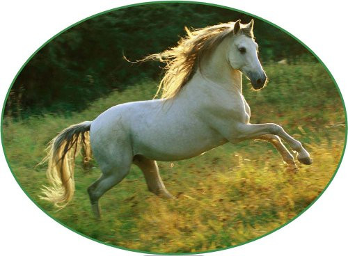 White Stallion Horse - Etched Vinyl Stained Glass Film, Static Cling Window Decal White Stallion Horse - Etched Vinyl Stained Glass Film, Static Cling Window Decal