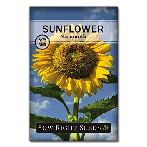 Sow Right Seeds - Mammoth Sunflower Seeds to Plant and Grow Giant Sun Flowers in Your Garden.- Non-GMO Heirloom Seeds- Full Instructions for Planting- Wonderful Gardening Gifts -1- Sow Right Seeds - Mammoth Sunflower Seeds to Plant and Grow Giant Sun Flowers in Your Garden.- Non-GMO Heirloom Seeds- Full Instructions for Planting- Wonderful Gardening Gifts -1-