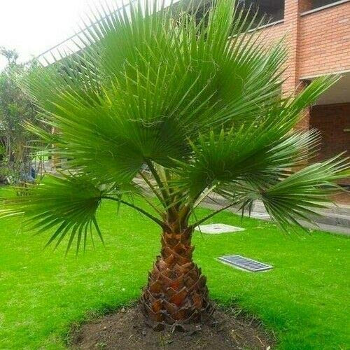 Mexican Fan Palm Seeds -Washingtonia robusta- tyn3sw -10 plus Seeds-