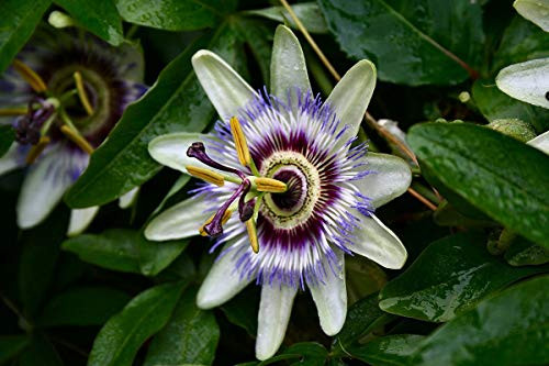 20 Seeds Passion Fruit Seeds Passiflora Caerulea Fresh Fragrant Bloom Huge Flower Plants