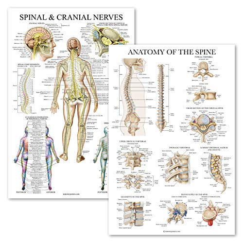 2 Pack- Spinal and Cranial Nerves  plus Anatomy of the Spine Poster Set - Set of 2 Anatomical Charts - Laminated - 18" x 27" 2 Pack- Spinal and Cranial Nerves  plus Anatomy of the Spine Poster Set - Set of 2 Anatomical Charts - Laminated - 18" x 27"