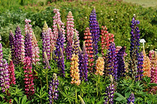 Sweet Yards Seed Co. Russell Lupine Seeds  Bulk Quarter Pound Bag  Over 5,000 Open Pollinated Non-GMO Perennial Wildflower Seeds  Lupinus polyphyllus