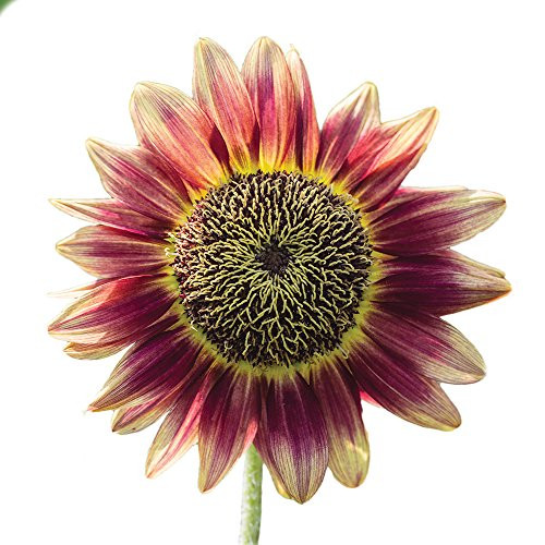 Burpee Crimson Blaze Sunflower Seeds 30 seeds