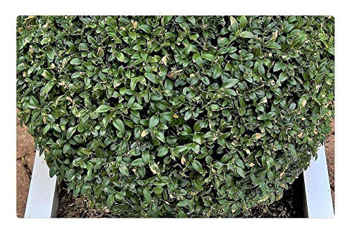 LESGAULEST Doormat Floor Rug/Mat -23.6 x 15.7 inch- - Plant Boxwood Boxwood Ball Container Plant