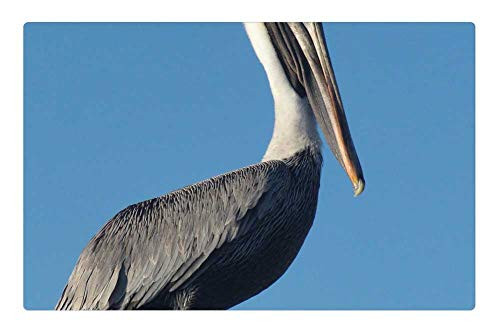 LESGAULEST Doormat Floor Rug/Mat -23.6 x 15.7 inch- - Bird Pelican Fence Sky Beak Harbor Harbour LESGAULEST Doormat Floor Rug/Mat -23.6 x 15.7 inch- - Bird Pelican Fence Sky Beak Harbor Harbour
