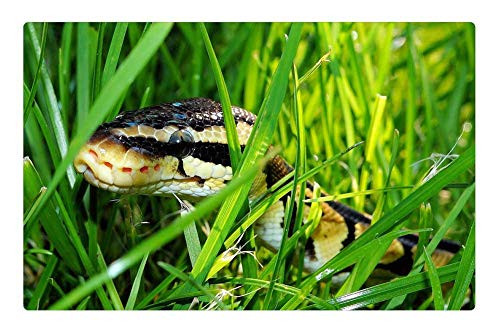 LESGAULEST Doormat Floor Rug/Mat -23.6 x 15.7 inch- - Snake Ball Python Garden Camouflage Foraging