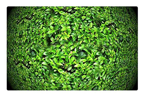 LESGAULEST Doormat Floor Rug/Mat -23.6 x 15.7 inch- - Ball About Balloon Leaves Leaf Green Nature LESGAULEST Doormat Floor Rug/Mat -23.6 x 15.7 inch- - Ball About Balloon Leaves Leaf Green Nature
