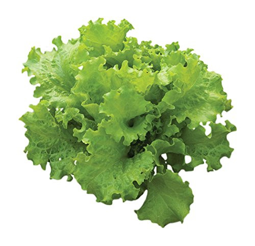 Burpee Black Seeded Simpson Lettuce Seed Tape 80 per tape