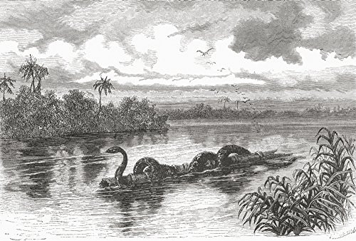 Posterazzi A Boa Floating On A Log On The Rio Verde Colombia. From El Mundo En La Mano Published 1875. Poster Print, -17 x 12- Posterazzi A Boa Floating On A Log On The Rio Verde Colombia. From El Mundo En La Mano Published 1875. Poster Print, -17 x 12-
