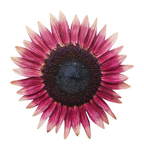 Burpee Ms. Mars Sunflower Seeds 50 seeds