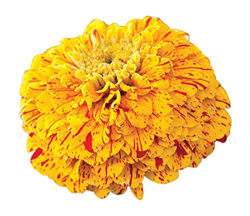 Burpee Pop Art Red & Yellow Zinnia Seeds 50 seeds