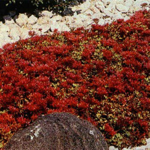 Outsidepride Sedum Dragon's Blood Stonecrop Ground Cover Plant Seed - 10000 Seeds