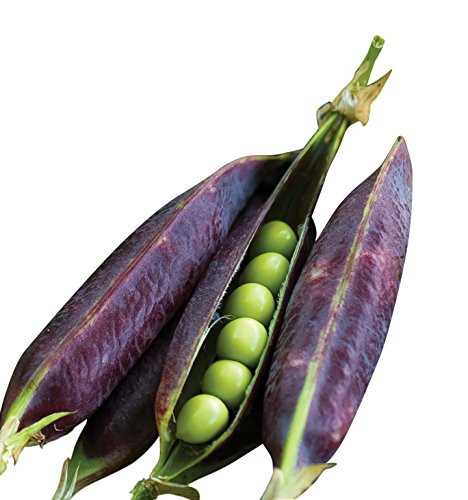 Burpee Purple Podded Pea Seeds  200 seeds