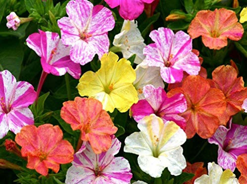 50 plus Mirabilis Jalapa Mixed Seeds Beautiful Flower Annual Garden Marbled Fragrant Flowers 50 plus Mirabilis Jalapa Mixed Seeds Beautiful Flower Annual Garden Marbled Fragrant Flowers