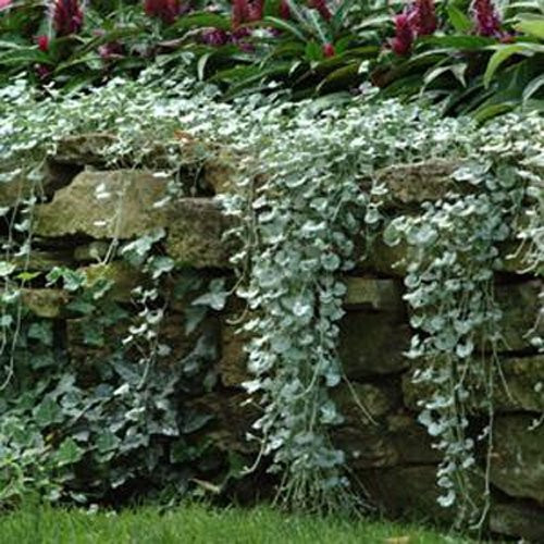 Outsidepride Dichondra Silver Falls Ground Cover Plant Seed - 30 Seeds