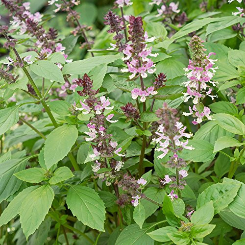 Burpee Persian (organic) Basil Seeds 100 seeds