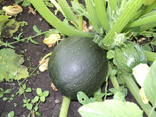 50S-e-e-ds Round Zucchini Summer Squash Eight Ball S-e-e-d