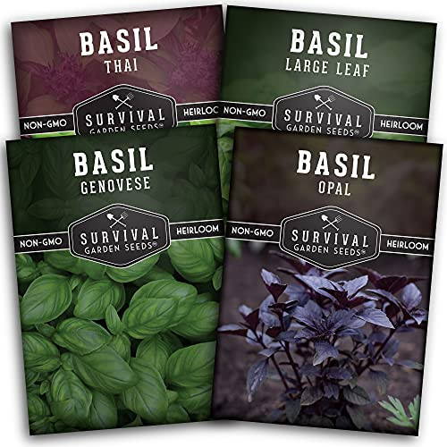 Survival Garden Seeds Basil Collection Seed Vault - Genovese Basil, Large Leaf Basil, Opal Basil, and Thai Basil - Non-GMO Heirloom Seeds for Planting Survival Garden Seeds Basil Collection Seed Vault - Genovese Basil, Large Leaf Basil, Opal Basil, and Thai Basil - Non-GMO Heirloom Seeds for Planting