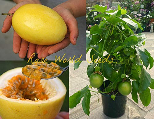 Vista Giant Yellow Passion Fruit -Passiflora Edulis VAR Flavicarpa- Seeds