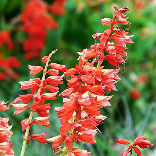 Scarlet Sage Seed Balls -Salvia coccinea- - Seed Bombs for Guerrilla Gardening -20-
