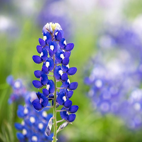 Texas Bluebonnet -Lupinus texensis- Seed Balls - Wildflower Bombs for Guerrilla Gardening -20-