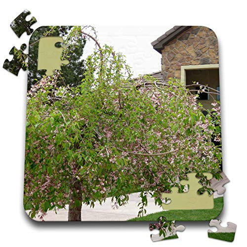 3dRose Jos Fauxtographee- Floral Tree - A Flowering Tree in a Yard with Green Lawn and Rock Home - 10x10 Inch Puzzle -pzl_319591_2- 3dRose Jos Fauxtographee- Floral Tree - A Flowering Tree in a Yard with Green Lawn and Rock Home - 10x10 Inch Puzzle -pzl_319591_2-