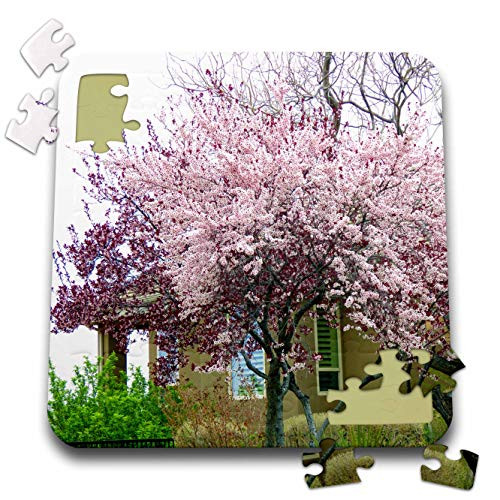 3dRose Jos Fauxtographee- Flowering Tree - A Pink and Maroon Budding Tree in a Yard in St. George Utah - 10x10 Inch Puzzle -pzl_320308_2- 3dRose Jos Fauxtographee- Flowering Tree - A Pink and Maroon Budding Tree in a Yard in St. George Utah - 10x10 Inch Puzzle -pzl_320308_2-