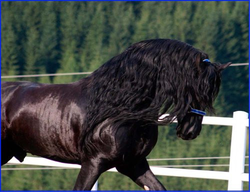 Black Stallion with White Fence - Etched Vinyl Stained Glass Film, Static Cling Window Decal Black Stallion with White Fence - Etched Vinyl Stained Glass Film, Static Cling Window Decal
