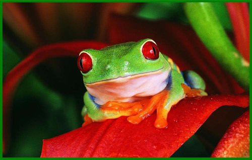 Green  and  Blue Frog with Red Eyes on Leaf - Etched Vinyl Stained Glass Film, Static Cling Window Decal Green  and  Blue Frog with Red Eyes on Leaf - Etched Vinyl Stained Glass Film, Static Cling Window Decal