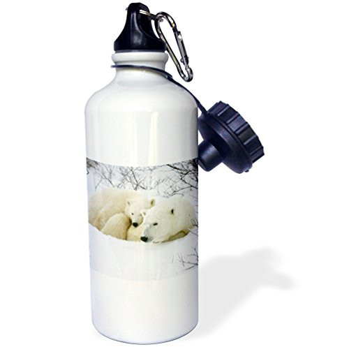 3dRose Polar Bear Female and cub, Churchill, Manitoba, Canada. -Sports Water Bottle, 21oz (wb_207222_1), Multicolored 3dRose Polar Bear Female and cub, Churchill, Manitoba, Canada. -Sports Water Bottle, 21oz (wb_207222_1), Multicolored