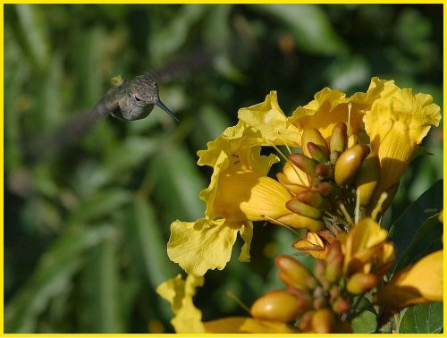 Hummingbird  and  Yellow Flowers - Etched Vinyl Stained Glass Film, Static Cling Window Decal Hummingbird  and  Yellow Flowers - Etched Vinyl Stained Glass Film, Static Cling Window Decal