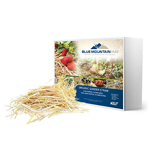 Blue Mountain Hay 100 percent Organic Garden Straw Mulch -5 lb.- for Raised Bed Gardens, Yard Landscaping, New Lawn Grass Seed Plantings, Tomato and Vegetable Compost  and  Fertilizer -Covers up to 75 sq. ft.-
