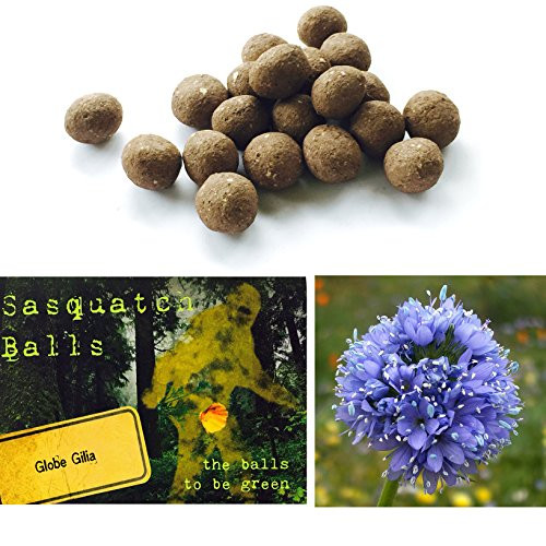 20 Globe Gilia Sasquatch Balls. The Ultimate Seed Bombs for The Western US. -Gilia capitata-