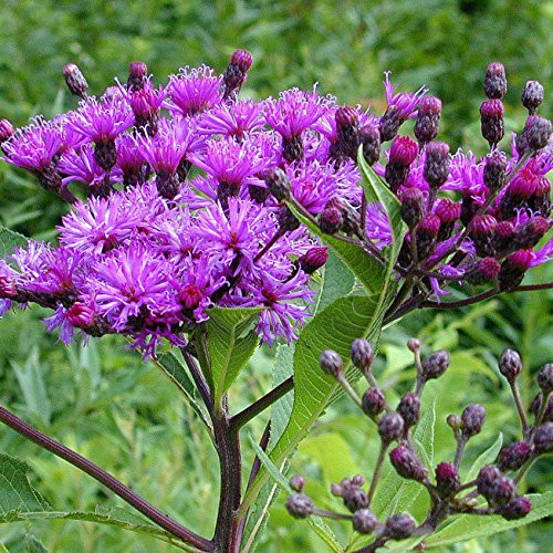 Ironweed Seed Bombs, Bulk Seed Balls for Fall Planting -Vernonia fasciculata- -50-