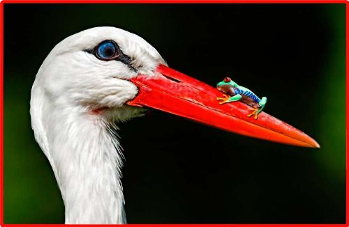 Green Frog on Egret Beak - Etched Vinyl Stained Glass Film, Static Cling Window Decal Green Frog on Egret Beak - Etched Vinyl Stained Glass Film, Static Cling Window Decal
