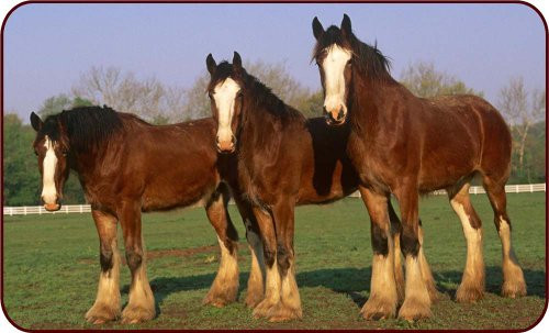 Three Clydesdale Horses - Etched Vinyl Stained Glass Film, Static Cling Window Decal Three Clydesdale Horses - Etched Vinyl Stained Glass Film, Static Cling Window Decal