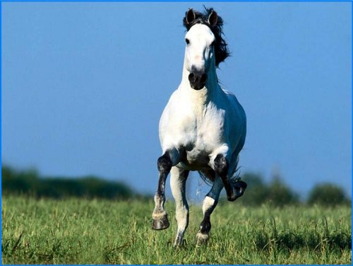 White Horse Galloping on Grass - Etched Vinyl Stained Glass Film, Static Cling Window Decal White Horse Galloping on Grass - Etched Vinyl Stained Glass Film, Static Cling Window Decal