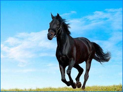 Galloping Black Stallion - Etched Vinyl Stained Glass Film, Static Cling Window Decal Galloping Black Stallion - Etched Vinyl Stained Glass Film, Static Cling Window Decal