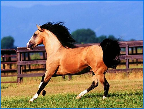 Buckskin Stallion Horse - Etched Vinyl Stained Glass Film, Static Cling Window Decal Buckskin Stallion Horse - Etched Vinyl Stained Glass Film, Static Cling Window Decal