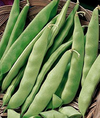 Roma II Bush Beans- 25 Count Seed- Planting- Non-GMO Bush Bean- Country Creek Acres Brand