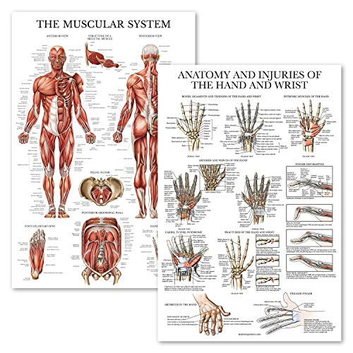 2 Pack - Muscular System Anatomical Poster Plus Anatomy  and  Injuries of The Hand and Wrist Chart