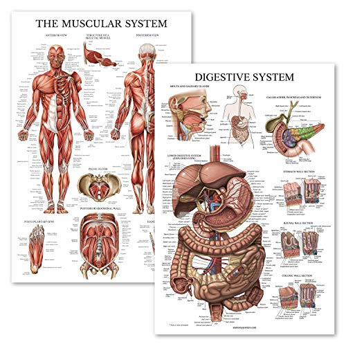 2 Pack - Muscular System Anatomical Poster Plus Digestive System Anatomy Chart