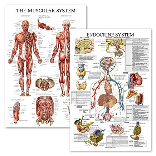2 Pack - Muscular System Anatomical Poster Plus Endocrine System Anatomy Chart